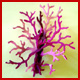 ramas de coral, asta marfil teida