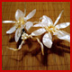 orqudeas en rama con perlas de ro
